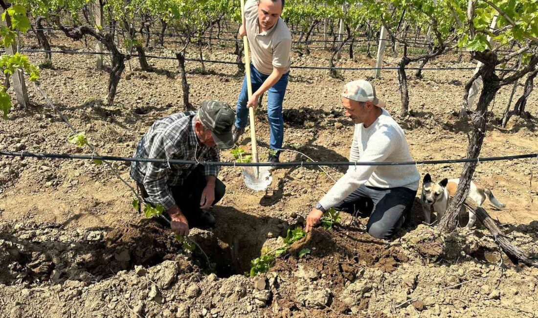 Manisa’nın Sarıgöl ilçesinde TARİŞ