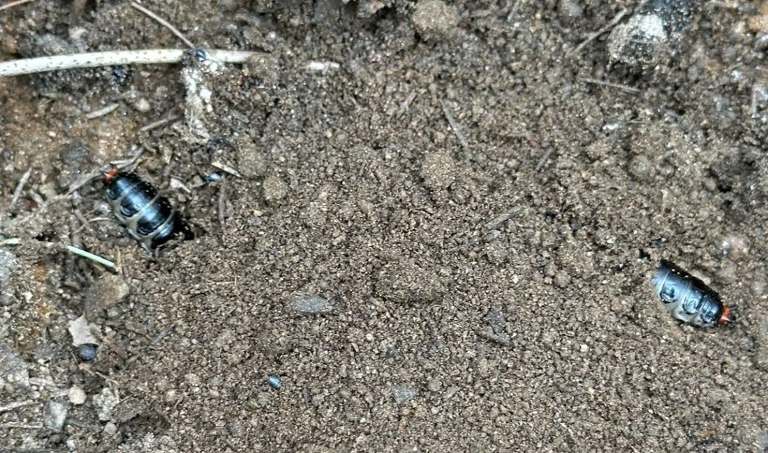 Manisa’nın Sarıgöl ilçesi ve çevresindeki