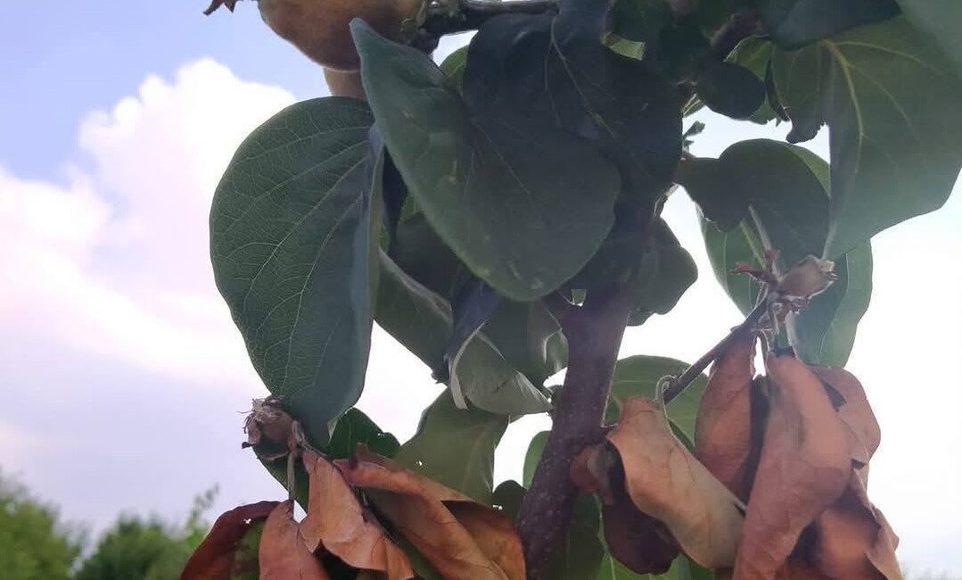 Manisa’nın Salihli ilçesindeki Tarım