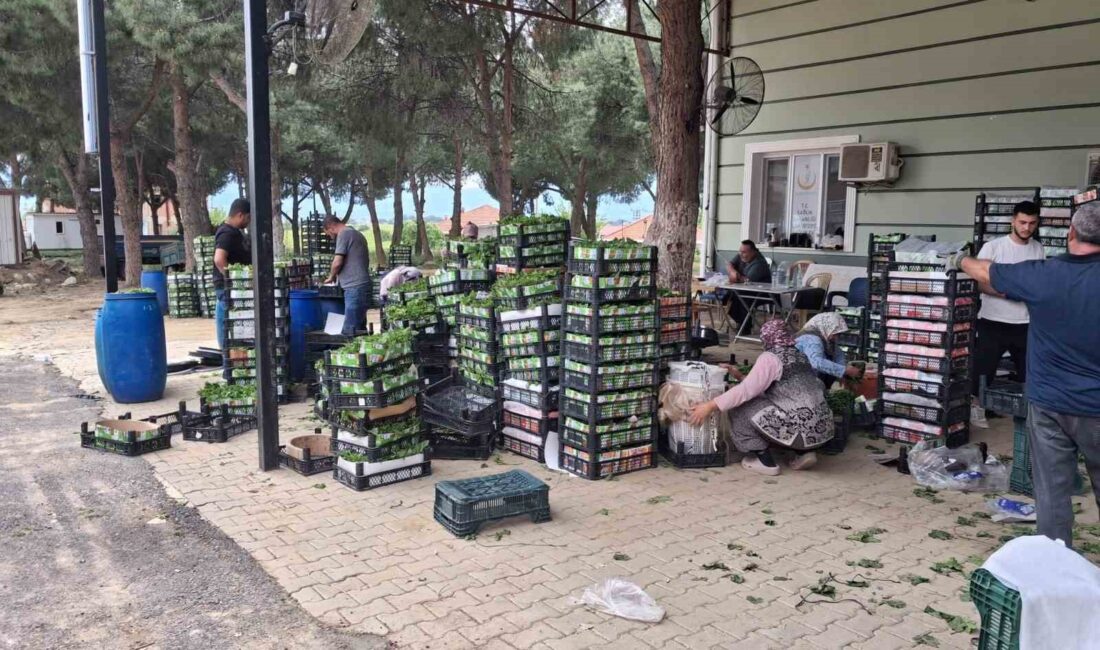 Manisa’nın Sarıgöl ilçesinde üzümden