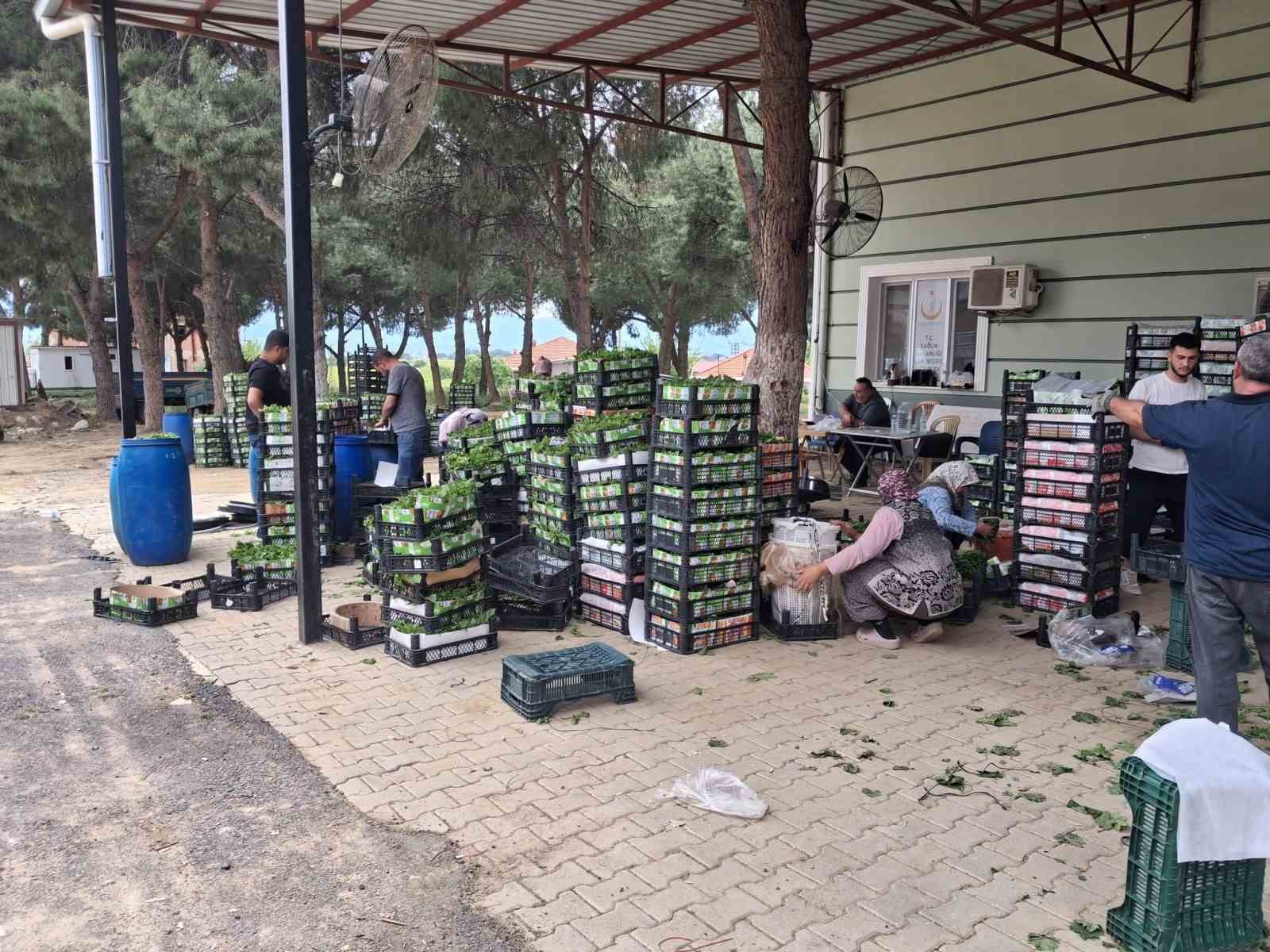 Taze bağ yaprağı aile ekonomisine can suyu oldu